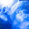fluid intelligence, yoga for CSF