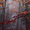 Class - Fall Equinox Yin Yoga