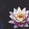 light-on-lotus