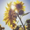 summer-solstice-yin-yoga