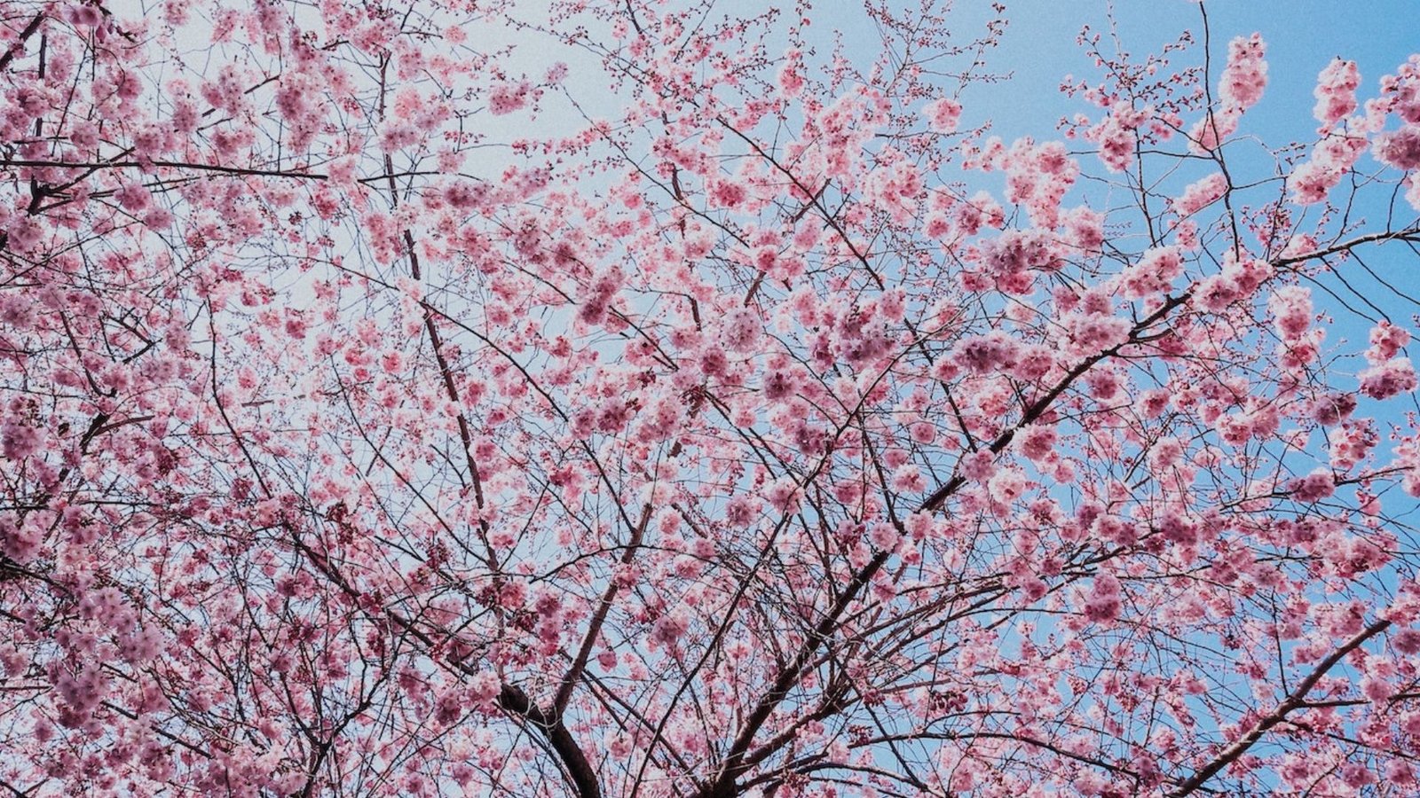 Individu Spring Seasonal Self Care for Spring Online Course