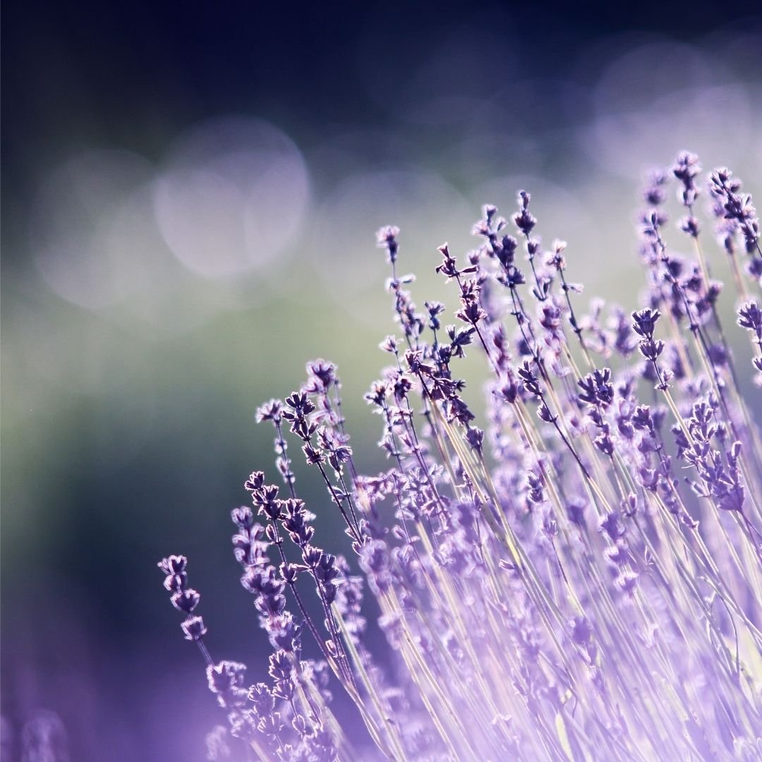 lei-testimonial-yin-yoga-online